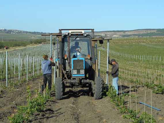 В Севастополе планируют заложить в этом году почти 600 га виноградников