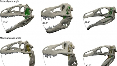 На онлайн-аукционе продали детеныша тираннозавра