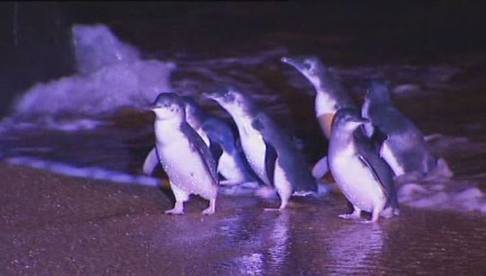 СМИ: на Марсе нашли пингвинов 