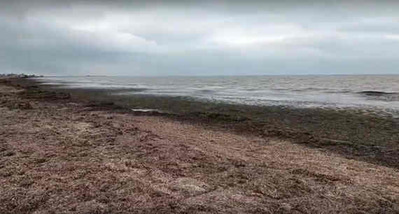 Болото вместо пляжей: как добыча песка убивает курорты в западном Крыму