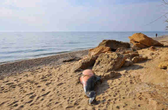 В Крыму с начала года волонтеры обнаружили сотню погибших дельфинов и морских свиней