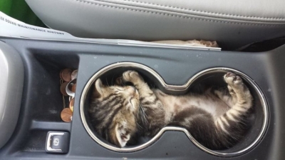 11 фотографий котов, которые могут спать в любом положении