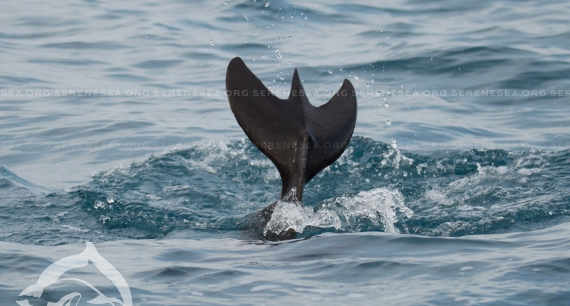 Дельфина-мутанта заметили у берегов Крыма (фото)