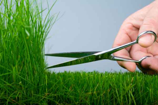 Севастопольский горхоз планирует выкашивать миллионы квадратных метров травы в месяц