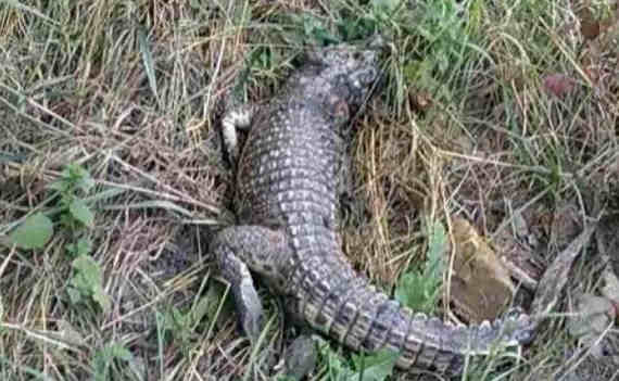 Ветслужба не нашла живых крокодилов на улицах Симферополя