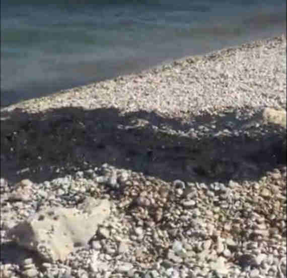 Концентрация вредных веществ у берегов Коктебеля в несколько раз превышает норму – Росприроднадзор