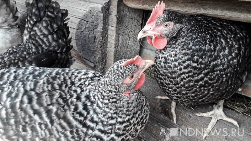 В яйцах генномодифицированных куриц обнаружили человеческий белок
