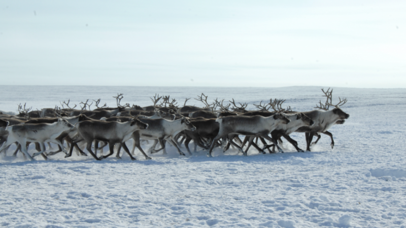 На Ямале власти определили, кого из оленеводов ограничат в передвижениях по тундре