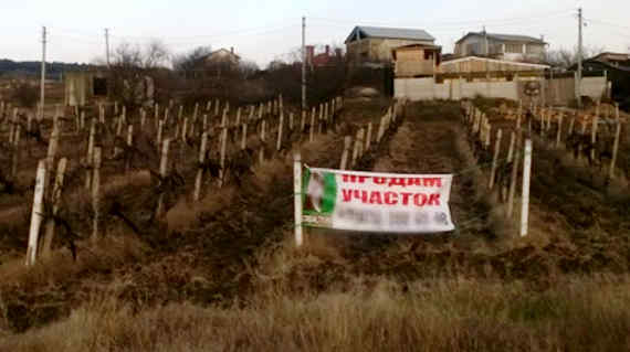 Рекламные плакаты в Севастополе размещают прямо в виноградниках