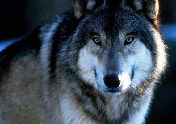 Крымские экологи уверены, что волков на полуострове становится меньше
