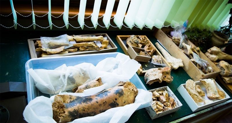 В Крыму выставят на всеобщее обозрение останки доисторических мастодонтов (ФОТО)