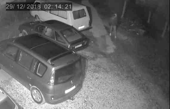 Ночной автовор из Стрелки попал в объектив видеокамеры (видео)