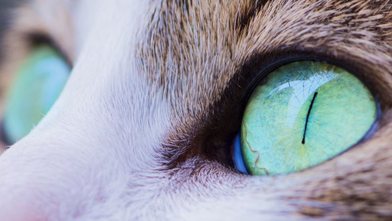 Ученые обнаружили в кошках неожиданную опасность для людей