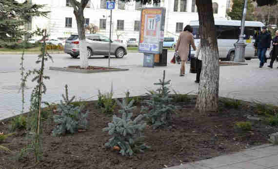 Голубые ели в Севастополе обрекли на гибель
