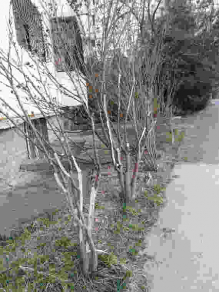 Севастопольцы в шоке от обрезки деревьев (фото)