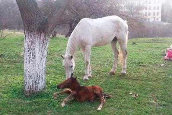 Севастопольской девушке, укравшей лошадь, подарили жеребца в воспитательных целях