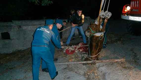 В Крыму спасли упавшую в реку лошадь
