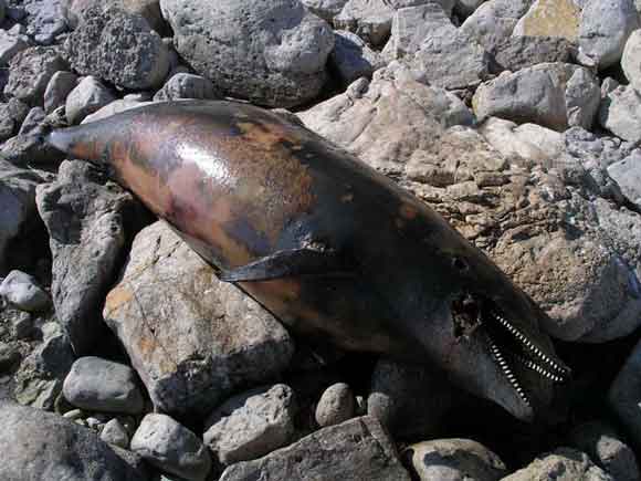 Дельфины умирают чаще у берегов Севастополя