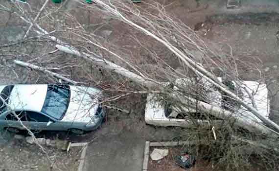 Севастопольские управляющие компании заставят обрезать деревья и корчевать пни