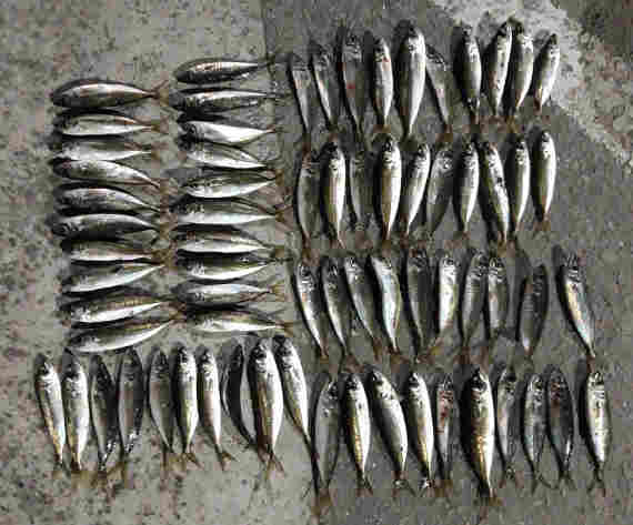 В Ялте на набережной арестованы рыбаки, поймавшие по десятку рыбешек