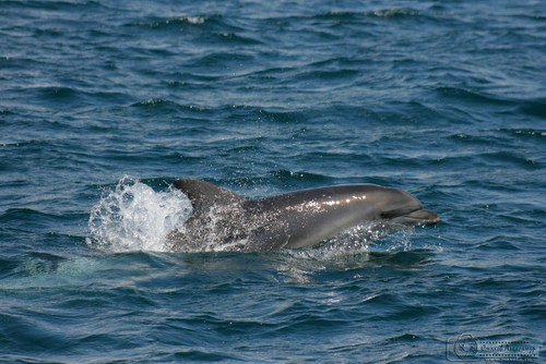 Ялтинцев призывают информировать власти о фактах гибели дельфинов