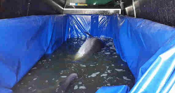 Алуштинских дельфинов почти месяц держат в «тазиках»