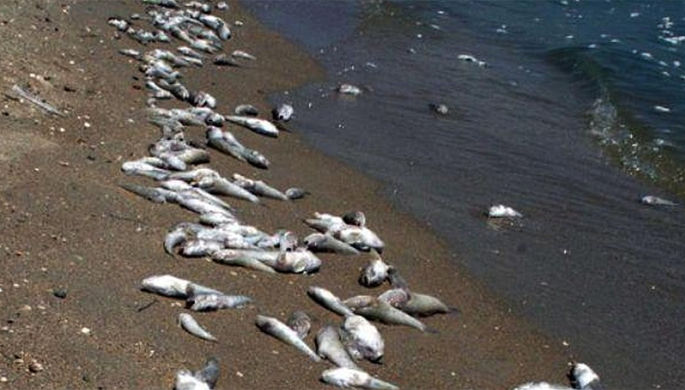 Мертвая рыба усеяла берег Клязьмы 