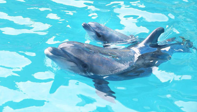 Дельфинам грозит вымирание, заявили ученые 