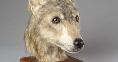 Ученые воссоздали облик древних шотландских собак