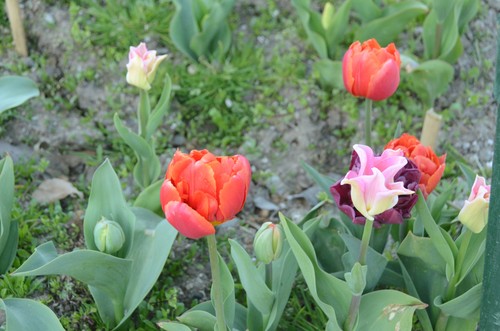 В Никитском ботаническом саду стартует Парад тюльпанов