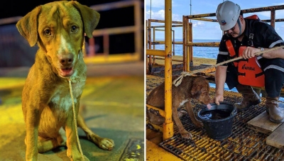Тонущую собаку чудом спасли рабочие нефтяной вышки