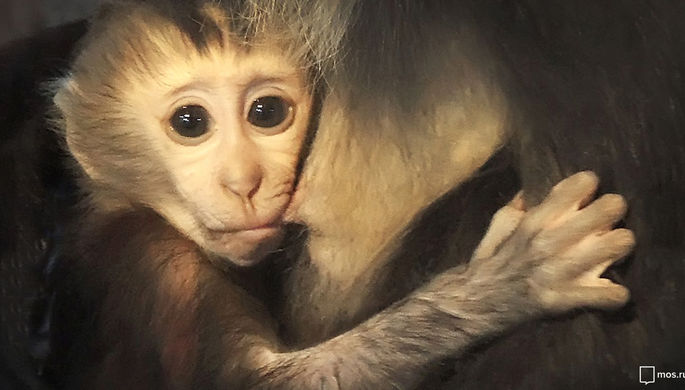 Ученые вживили человеческий ген в мозг обезьян 