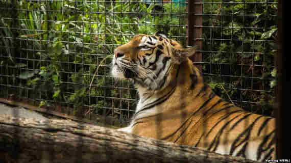В зооуголке Симферополя умер тигр, принадлежавший Зубкову