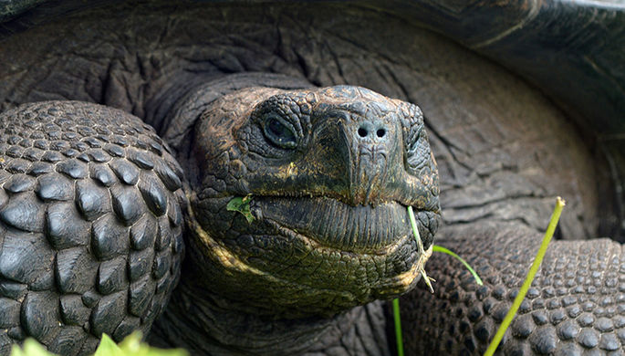 Редчайшая 90-летняя черепаха умерла из-за искусственного оплодотворения