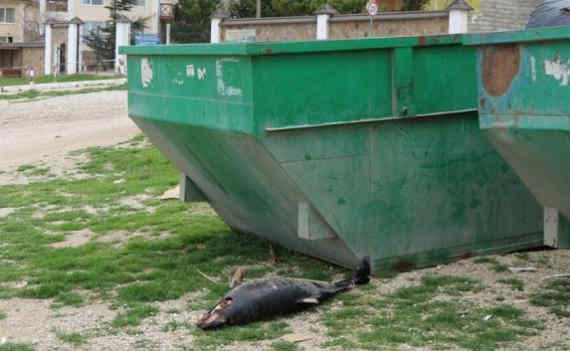Сотрудники Учкуевского пляжа выбрасывают трупы дельфинов на мусорки (фото)