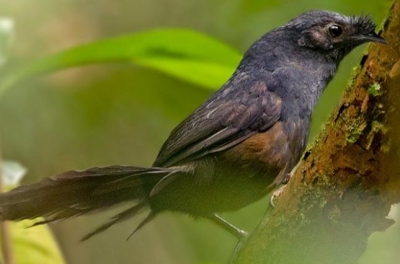 Ученые заметили в Бразилии “самую редкую птицу в мире”