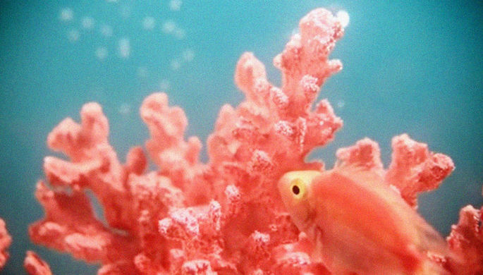 Ученые вынесли «приговор» Большому Барьерному рифу
