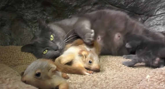 Необычное семейство: в Бахчисарае кошка «усыновила» бельчат (видео)