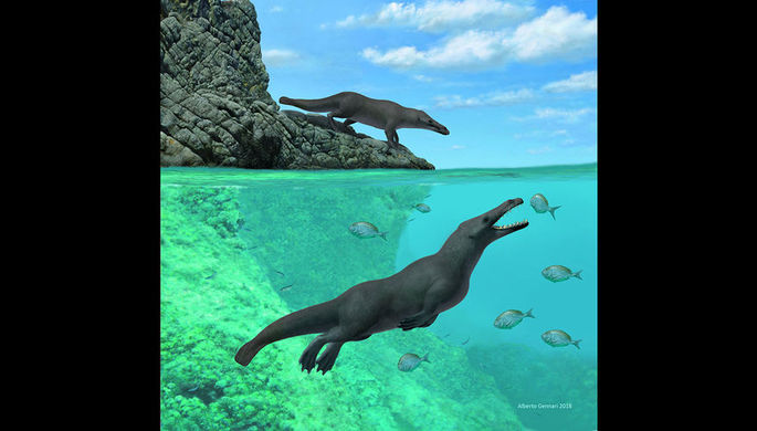 Окаменелость древнего четвероногого кита найдена в Перу