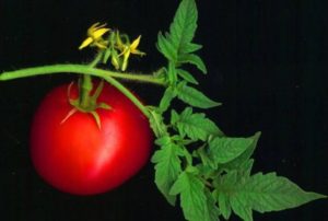 Когда лучше в мае высаживать рассаду помидор в грунт в 2019 году