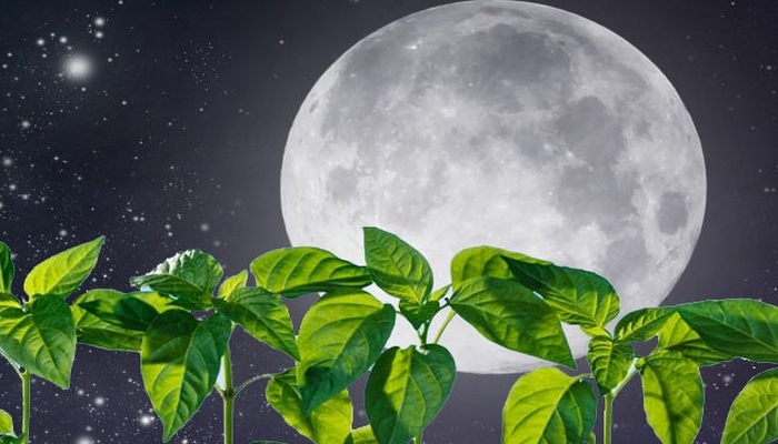 Лунный календарь садовода и огородника на май 2019 года