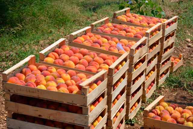 Севастополь ждёт богатый урожай персиков – сельхоздепартамент