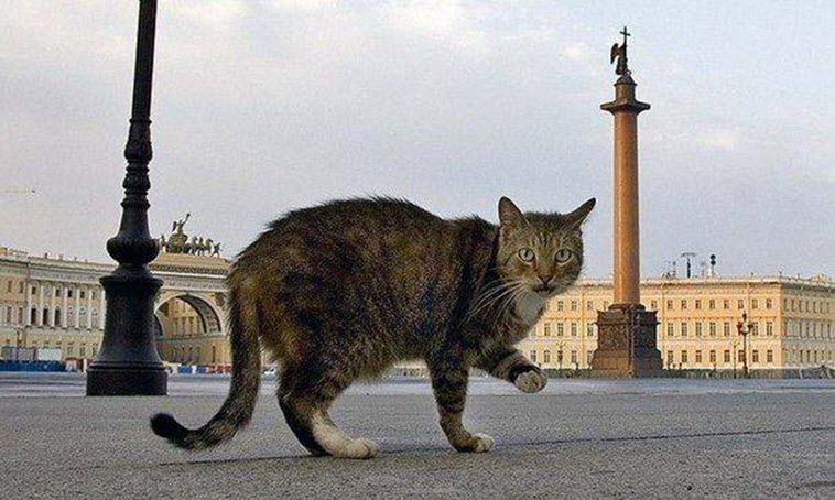 Всемирный день петербургских котов и кошек отмечают в России 8 июня 2019 года