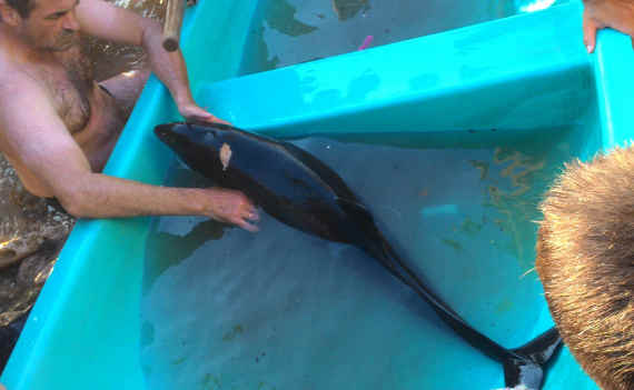 На пляже в Севастополе спасали дельфина с пробитой головой (фото, видео)