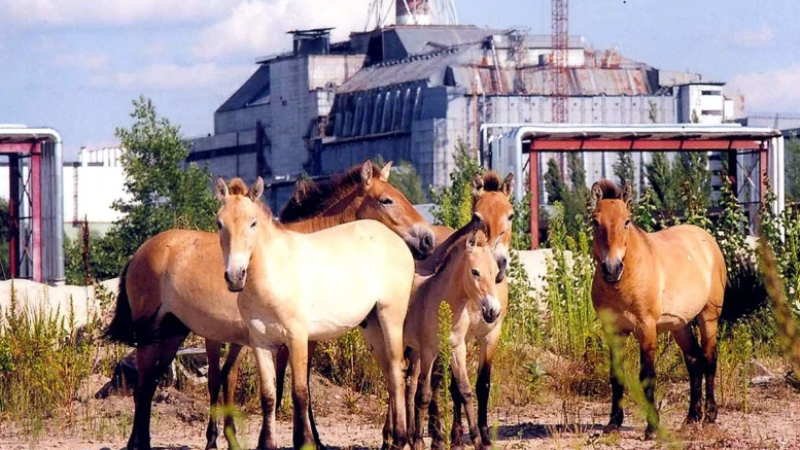 В Чернобыльской зоне похвастались прибавлением популяции лошади Пржевальского