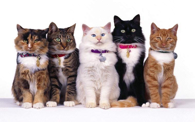 День кошек во всем мире принято отмечать 8 августа