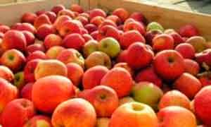 В текущем году севастопольские аграрии соберут рекордный урожай яблок