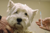 19 и 20 октября в Севастополе проведут бесплатную вакцинацию домашних животных