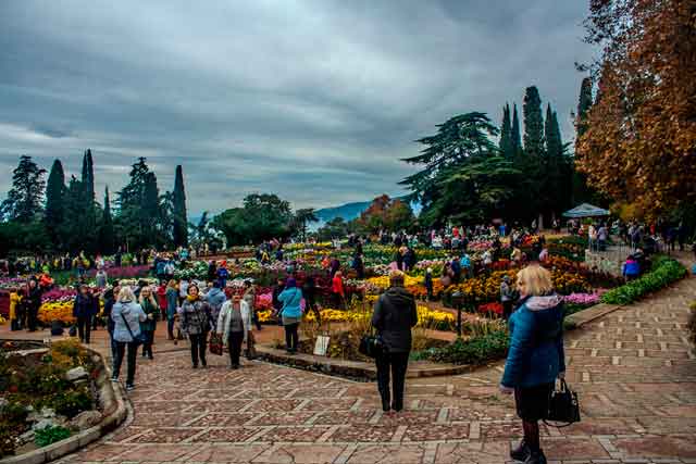 Никитский сад бьёт все рекорды: во время осеннего Бала здесь представят 472 сорта и гибридные формы хризантемы