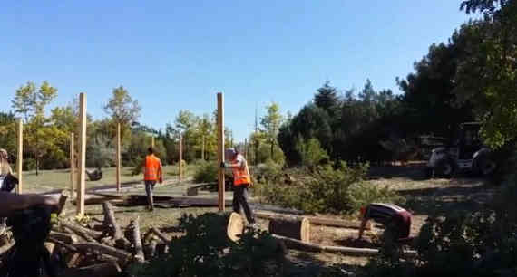 В Севастополе готовы вырубить 32 гектара деревьев